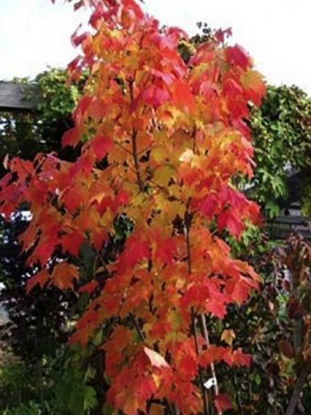 Érable rouge 'Scanlon'