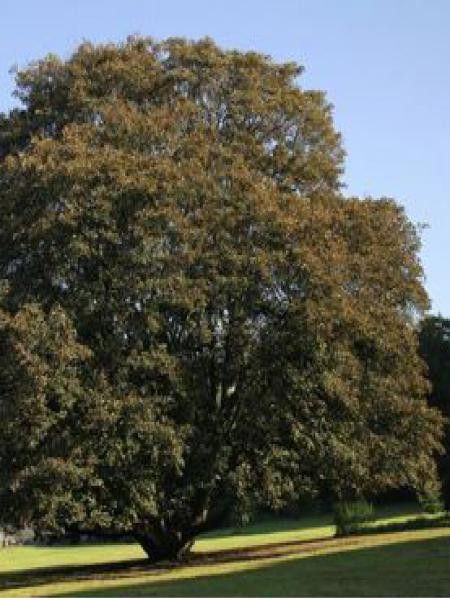 Érable sycomore 'Atropurpureum'