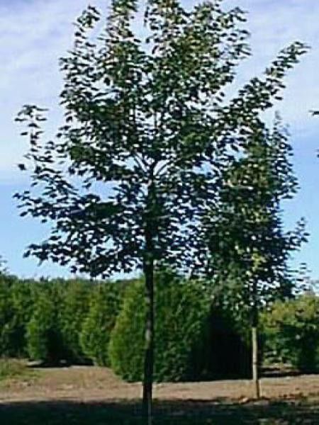 Érable sycomore 'Negenia'