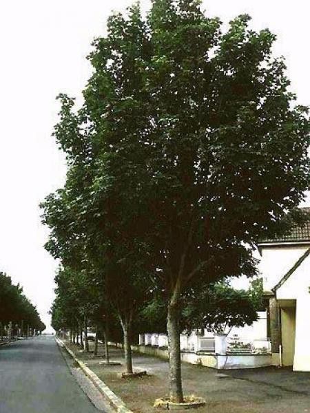 Érable sycomore 'Rotterdam'