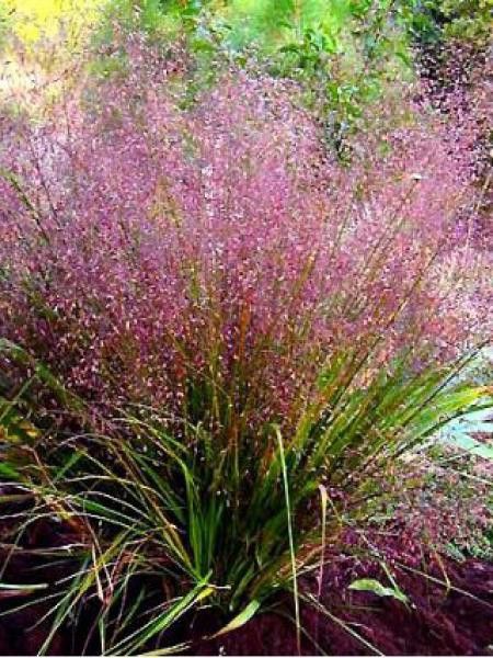 Eragrostis spectabilis