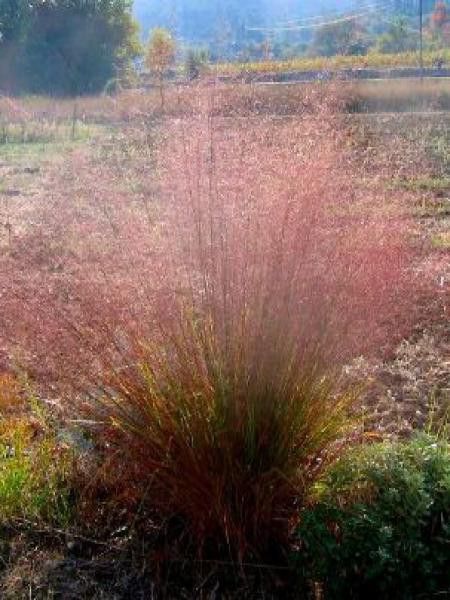 Eragrostis trichodes 