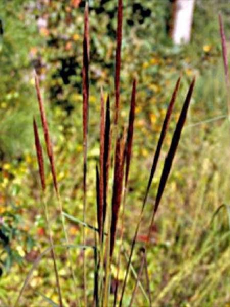 Erianthus strictus 