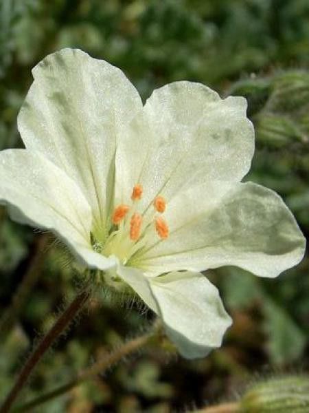 Érodium à fleurs d'or