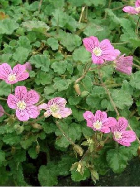 Érodium 'Bishop's Form'