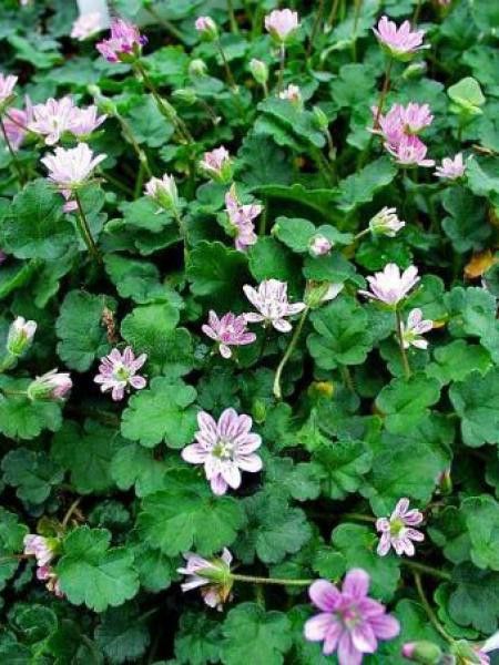 Érodium 'Flore Pleno'