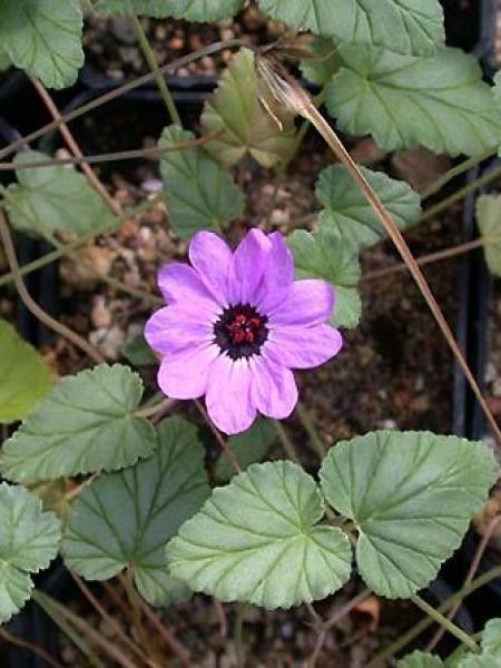Érodium guttatum 