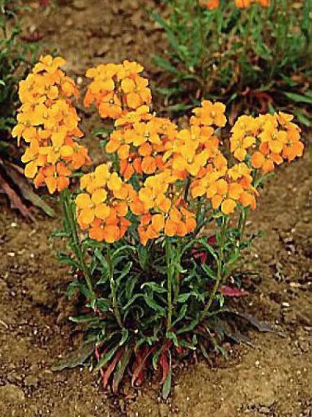 Erysimum allionii 'Orange Queen'