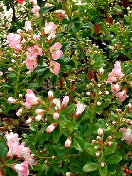 Escallonia  'Apple Blossom'