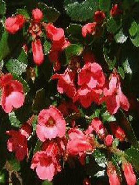 Escallonia  'C.F. Ball'