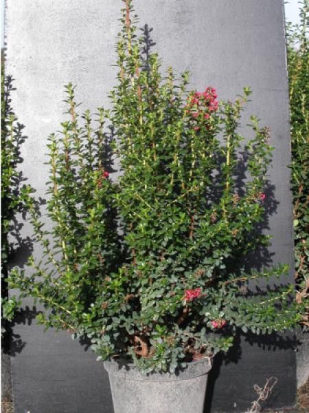 Escallonia compacta 