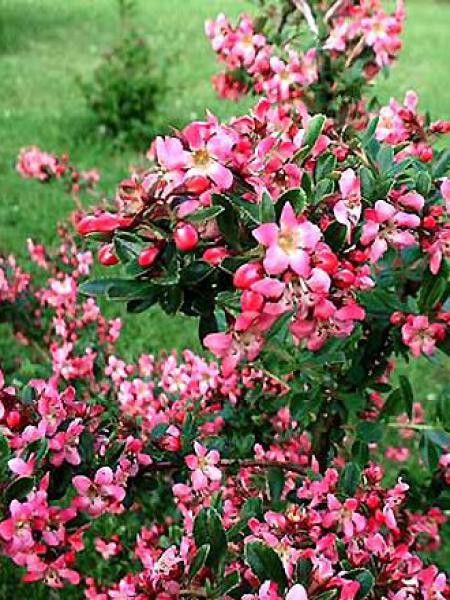 Escallonia  'Donard Radiance'