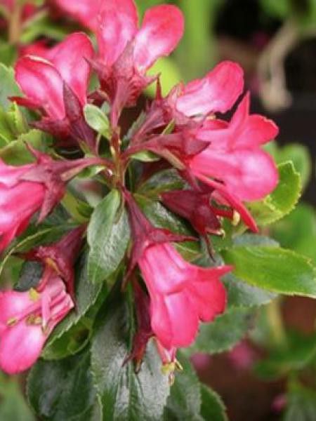 Escallonia  'Donard Star'