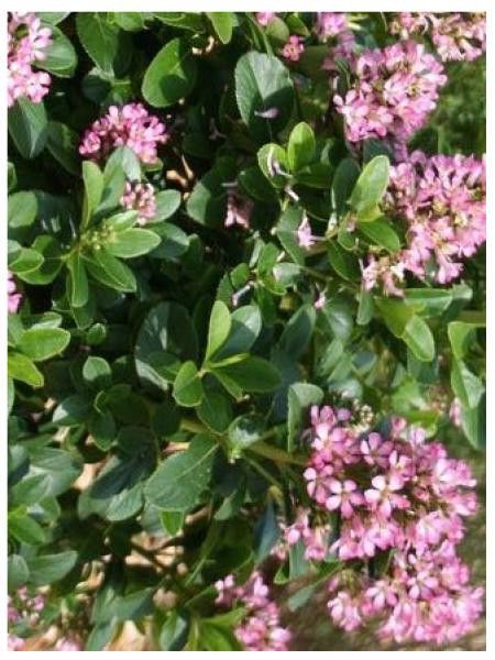 Escallonia laevis 'Pink Elle'