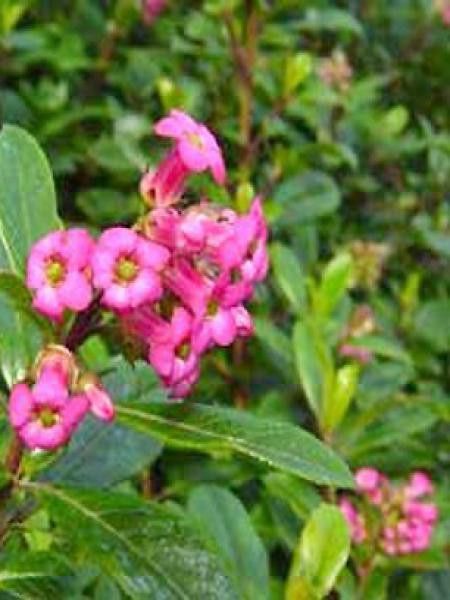 Escallonia organensis 