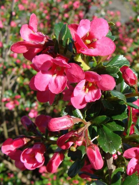Escallonia  'Pride Of Donard'