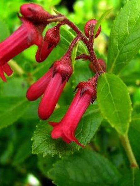 Escallonia rubra 'Crimson Spire'