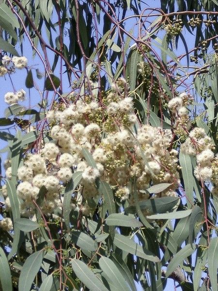 Eucalyptus parviflora