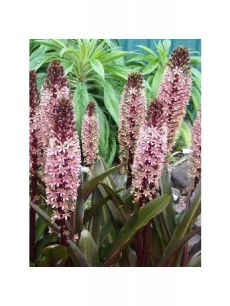 Eucomis comosa 'Sparkling Burgundy'