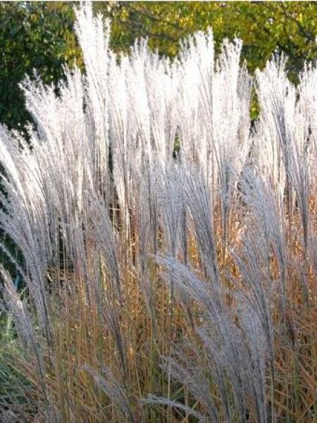 Eulalie, Roseau de Chine 'August Feder'