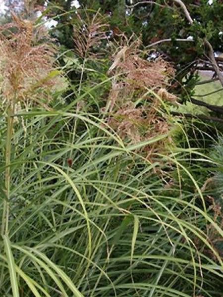 Eulalie, Roseau de Chine 'Autumn Light'