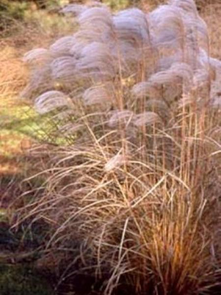 Eulalie, Roseau de Chine 'Blütenwonder'