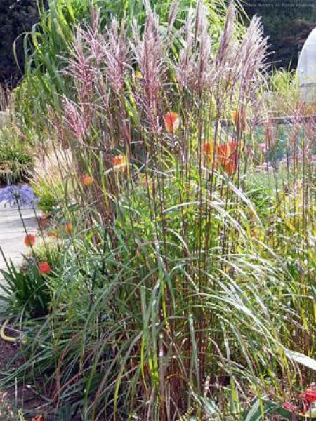 Eulalie, Roseau de Chine 'David'