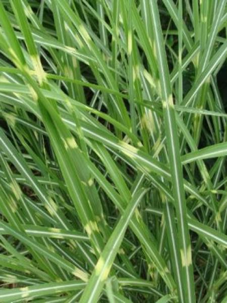 Eulalie, Roseau de Chine 'Etincelle'