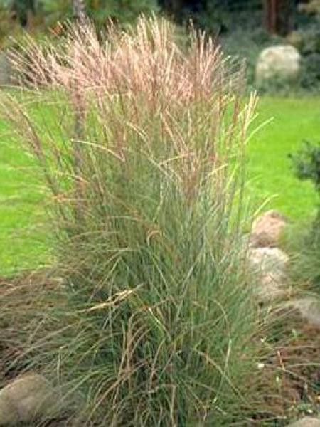 Eulalie, Roseau de Chine 'Gnom'