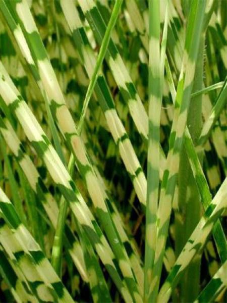 Eulalie, Roseau de Chine 'Gold Bar'