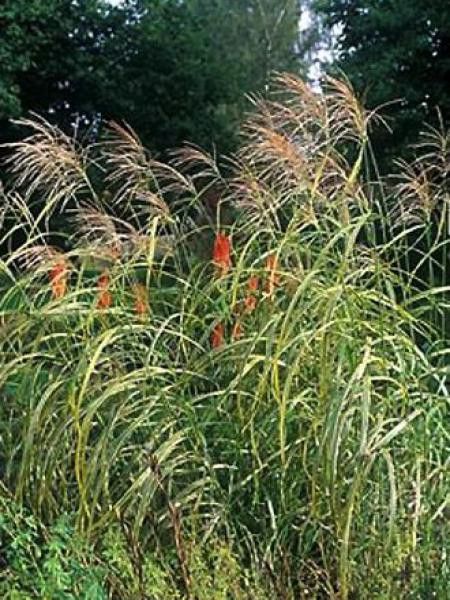 Eulalie, Roseau de Chine 'Goldfeder'