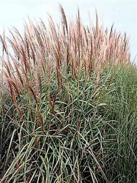 Eulalie, Roseau de Chine 'Goliath'