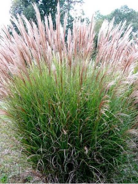 Eulalie, Roseau de Chine 'Gracillimus'