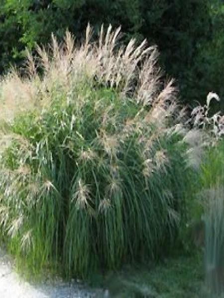 Eulalie, Roseau de Chine 'Herman Mussel'