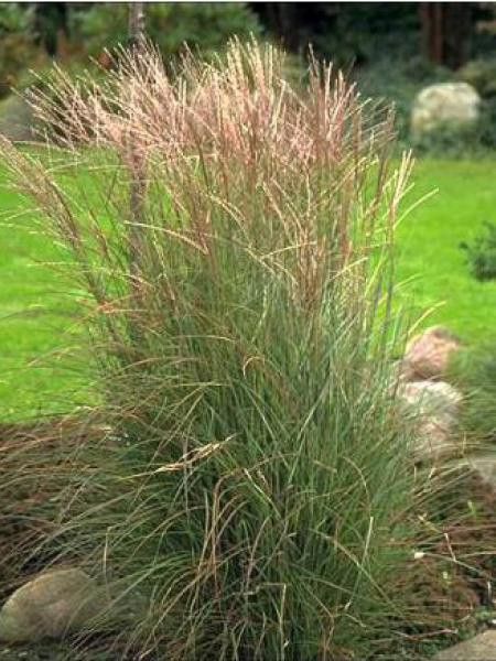 Eulalie, Roseau de Chine 'Kleine Silberspinne'