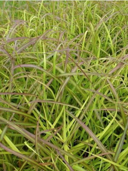 Eulalie, Roseau de Chine 'Navajo'