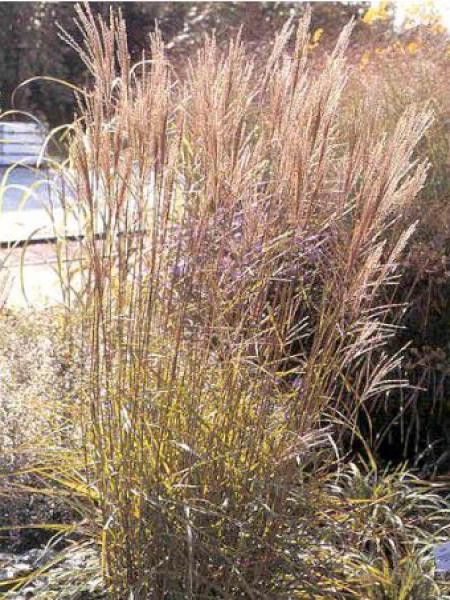 Eulalie, Roseau de Chine 'Nippon'