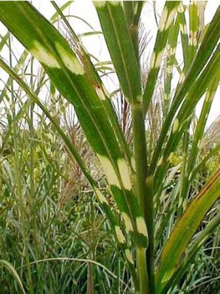 Eulalie, Roseau de Chine 'Punktchen'