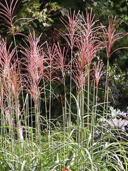 Eulalie, Roseau de Chine 'Rotfeder'