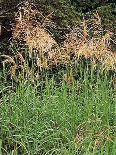 Eulalie, Roseau de Chine 'Silberfeder'