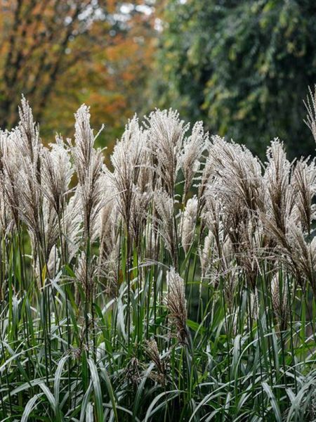 Eulalie, Roseau de Chine 'Silberspinne'