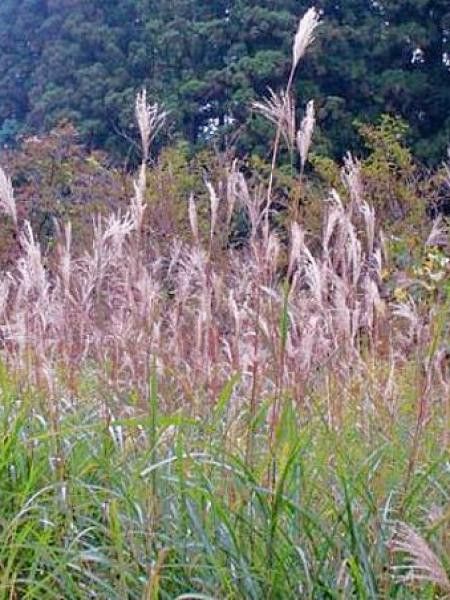 Eulalie, Roseau de Chine 'Sioux'