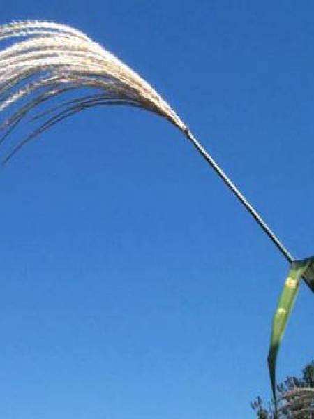 Eulalie, Roseau de Chine 'Strictus'