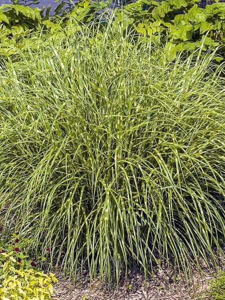 Eulalie, Roseau de Chine 'Strictus Dwarf'