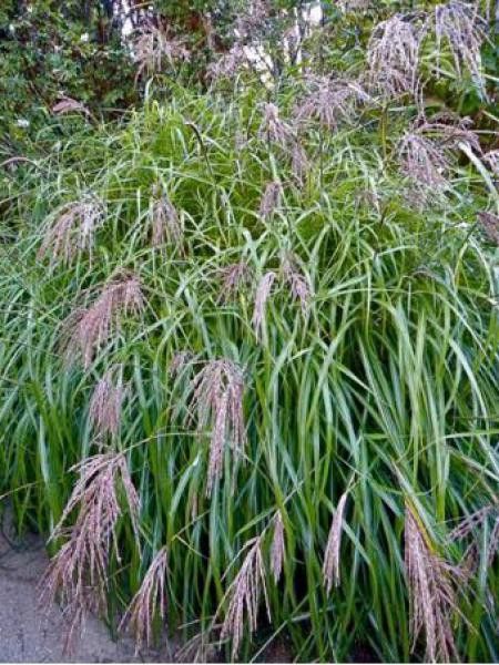 Eulalie, Roseau de Chine 'var Condensatus'
