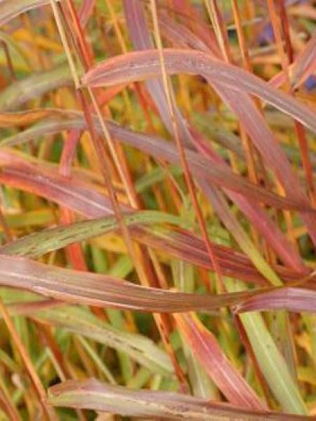 Eulalie, Roseau de Chine 'Vorläufer'