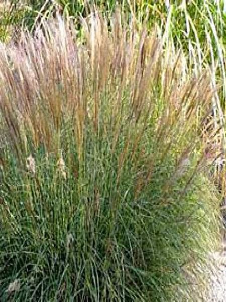 Eulalie, Roseau de Chine 'Yaku Jima'