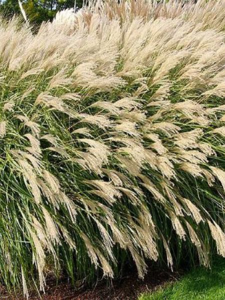 Eulalie, Roseau de Chine 'Yakushima Dwarf'