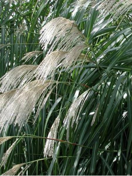Eulalie, roseau de Taïwan 'Jubilar'