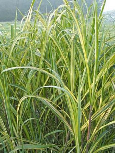 Eulalie sacchariflorus 'Gotemba'